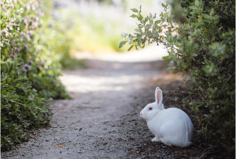 White rabbit on a garden path.  Photo by Jason Leung on Unsplash